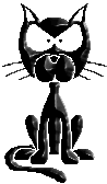 black cat