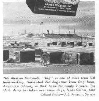 Old clipping - caption says This Alaskan Malamute