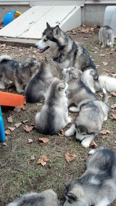 pup