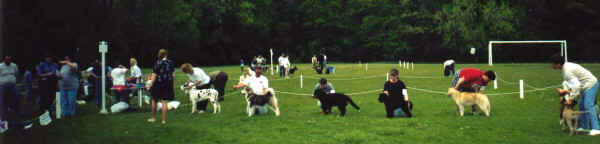 Holly - Best in Show puppy at match