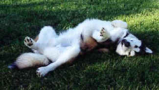 Wanna play? Upside down hoover