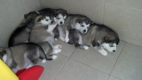 pup