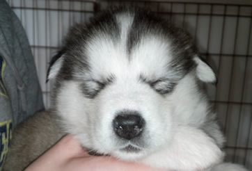 pup