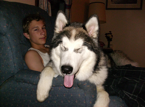 lap dog