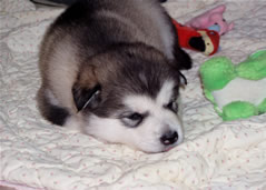 pup