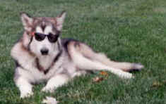 I'm cool Hoove - sunglasses