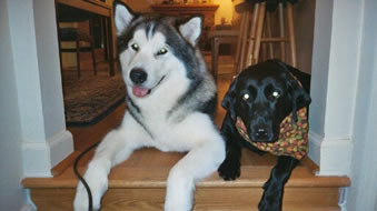 Frosty and Alex his black lab
