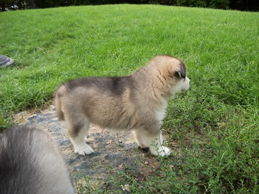pup