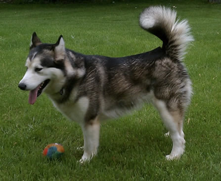 pup